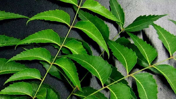 Azadirachta indica Cultivation Practices and uses in Nepal