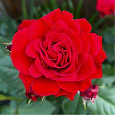 Rose Cultivation in Nepal