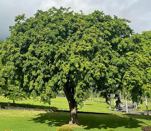 Narra Tree: Characteristics, Botany, Uses, and Harvesting Guide