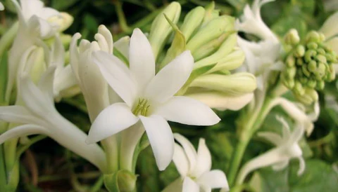 Rajnigandha Flower: English Name and Flowering Season