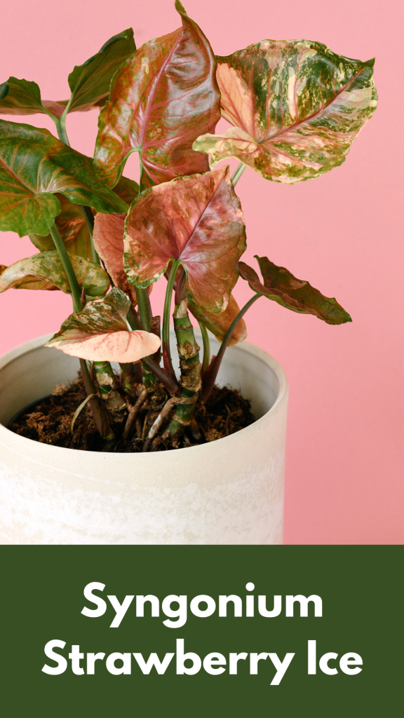 Syngonium Strawberry Ice – Benefits, Care, Price, and Propagation Guide